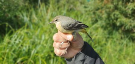 4 Gnezdilke Radenskega polja - siva pastirica, foto: Tina Stepišnik
